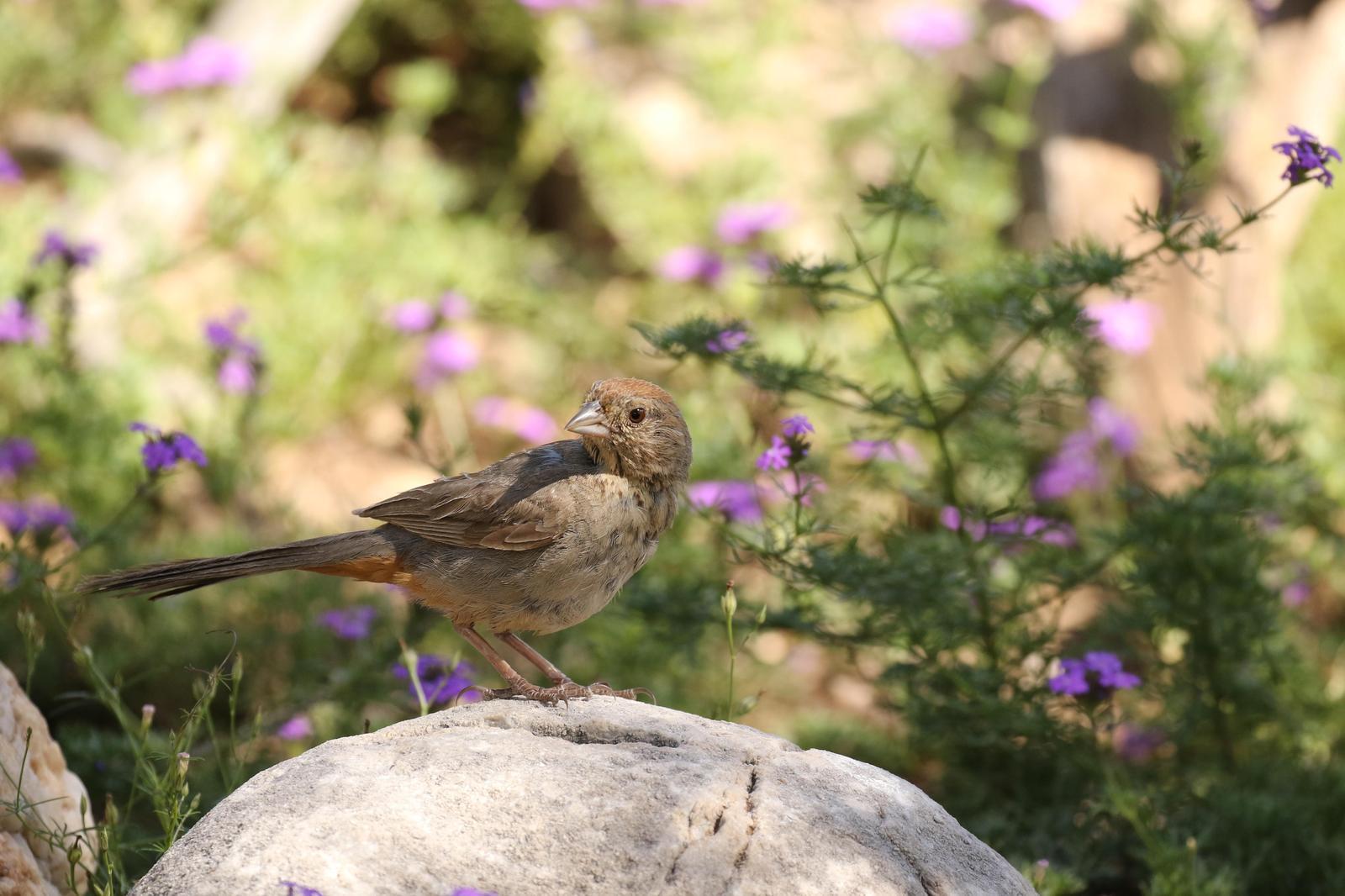 Canyon Towhee Photo by Kristy Baker