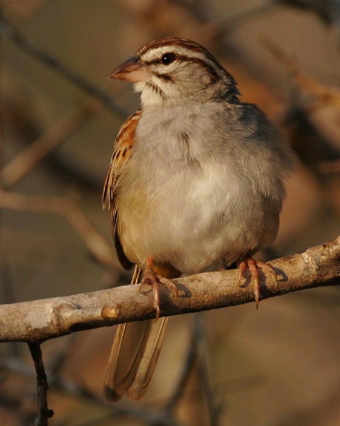 Cinnamon-tailed Sparrow Photo by Christopher L. Wood