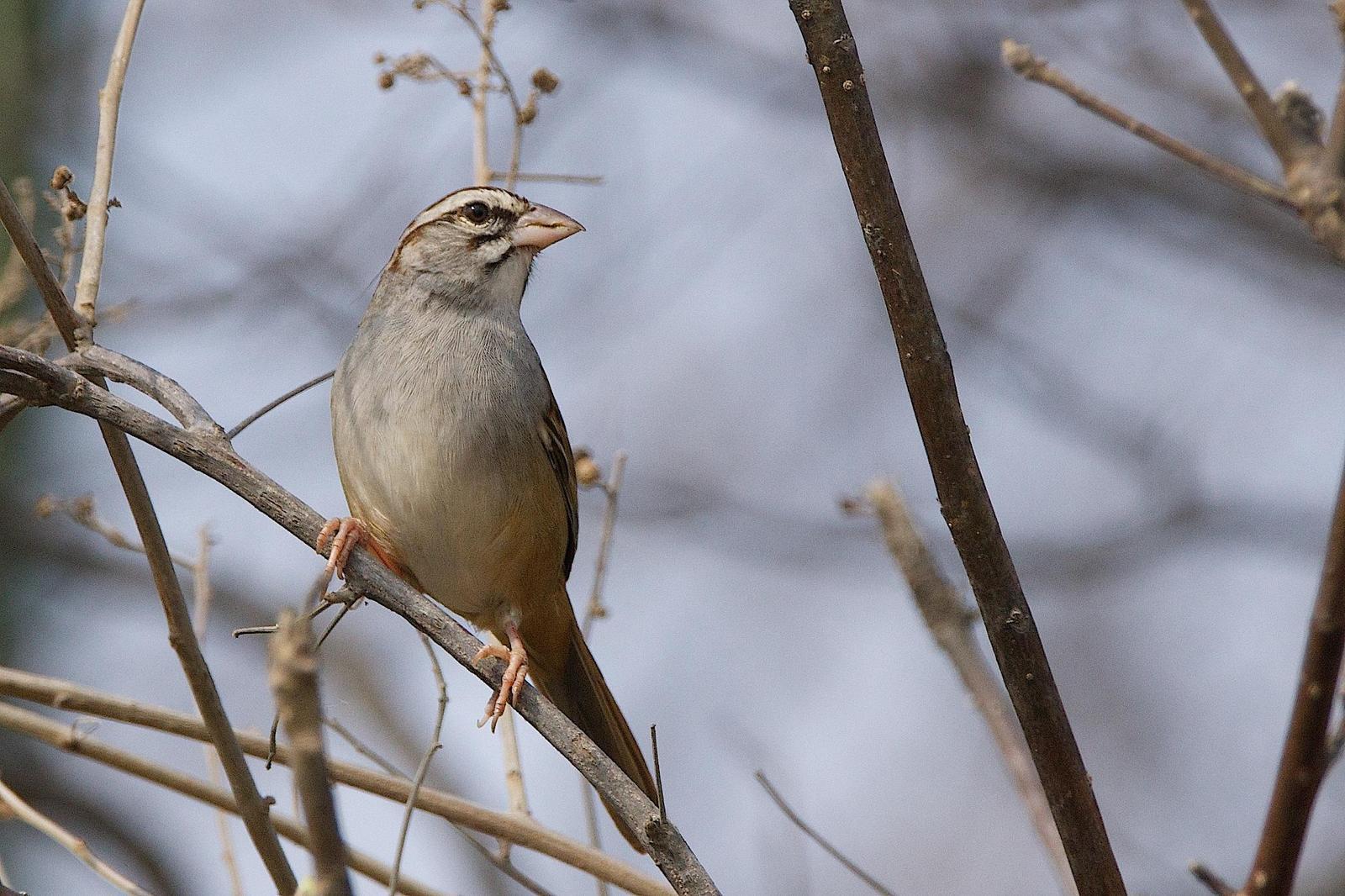 Cinnamon-tailed Sparrow Photo by Gerald Hoekstra