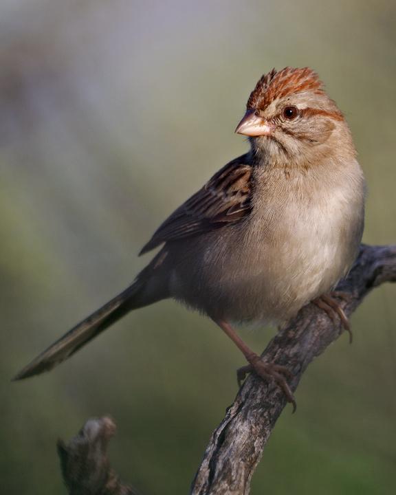 Rufous-winged Sparrow Photo by Mat Gilfedder