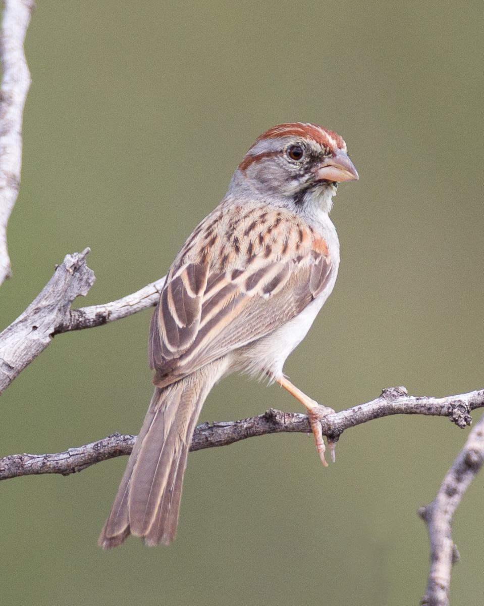 Rufous-winged Sparrow Photo by Robert Lewis