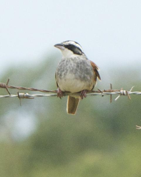 Stripe-headed Sparrow Photo by Mark Baldwin