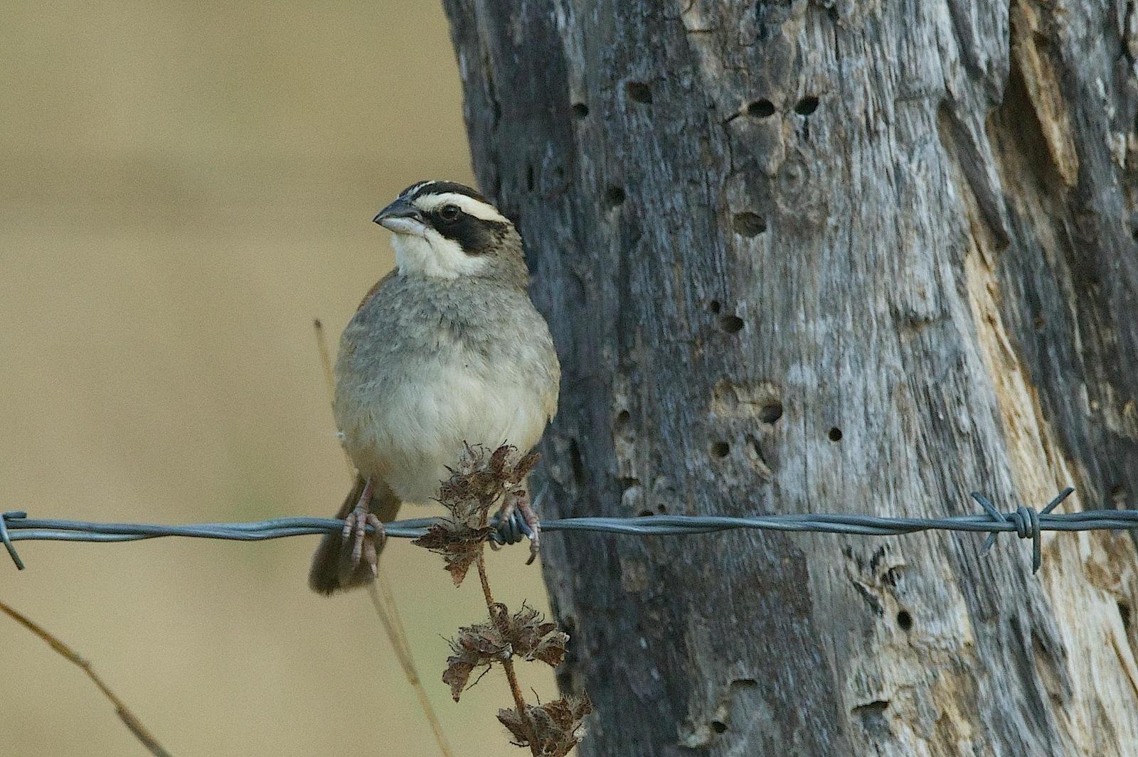 Stripe-headed Sparrow Photo by Gerald Hoekstra