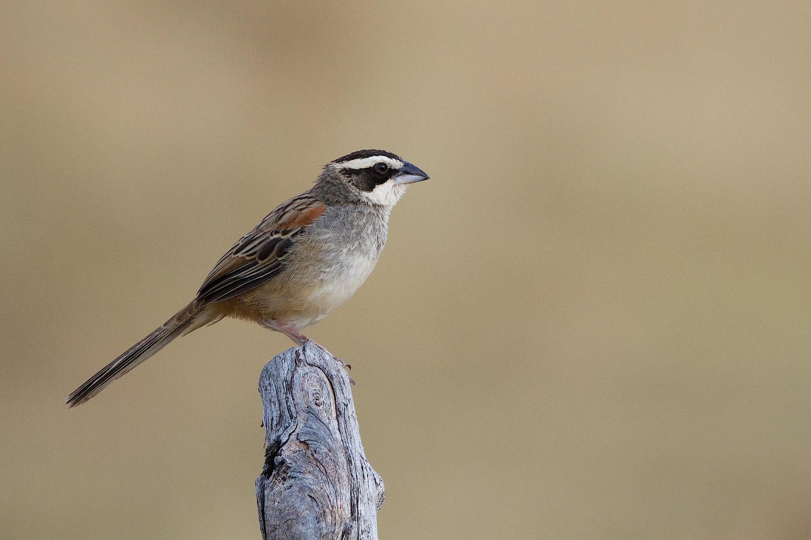 Stripe-headed Sparrow Photo by Gerald Hoekstra