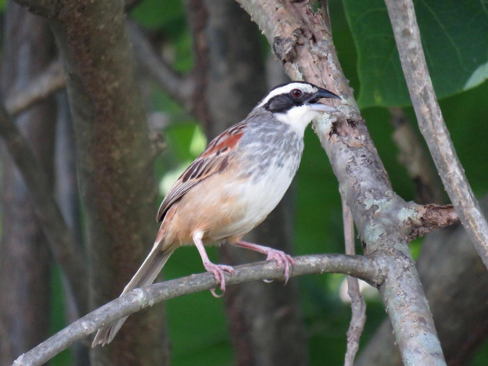 Stripe-headed Sparrow Photo by John van Dort