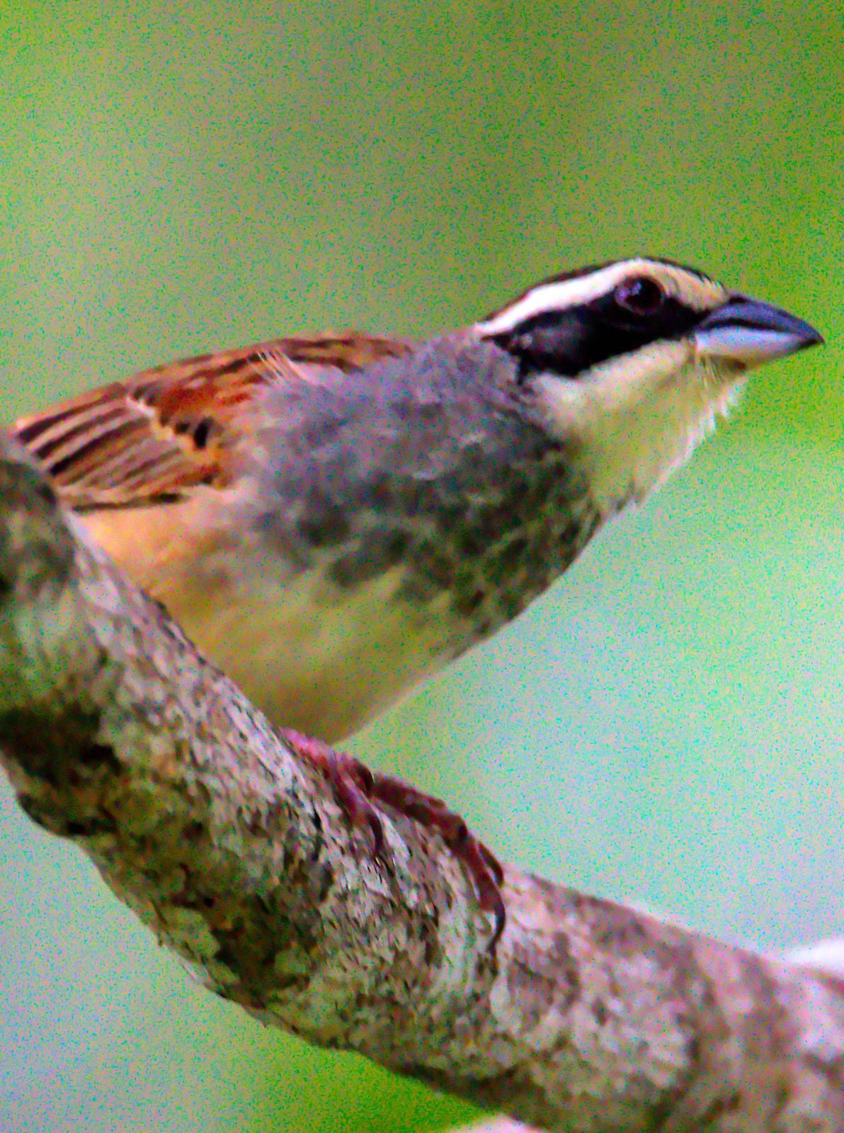 Stripe-headed Sparrow Photo by Dan Tallman