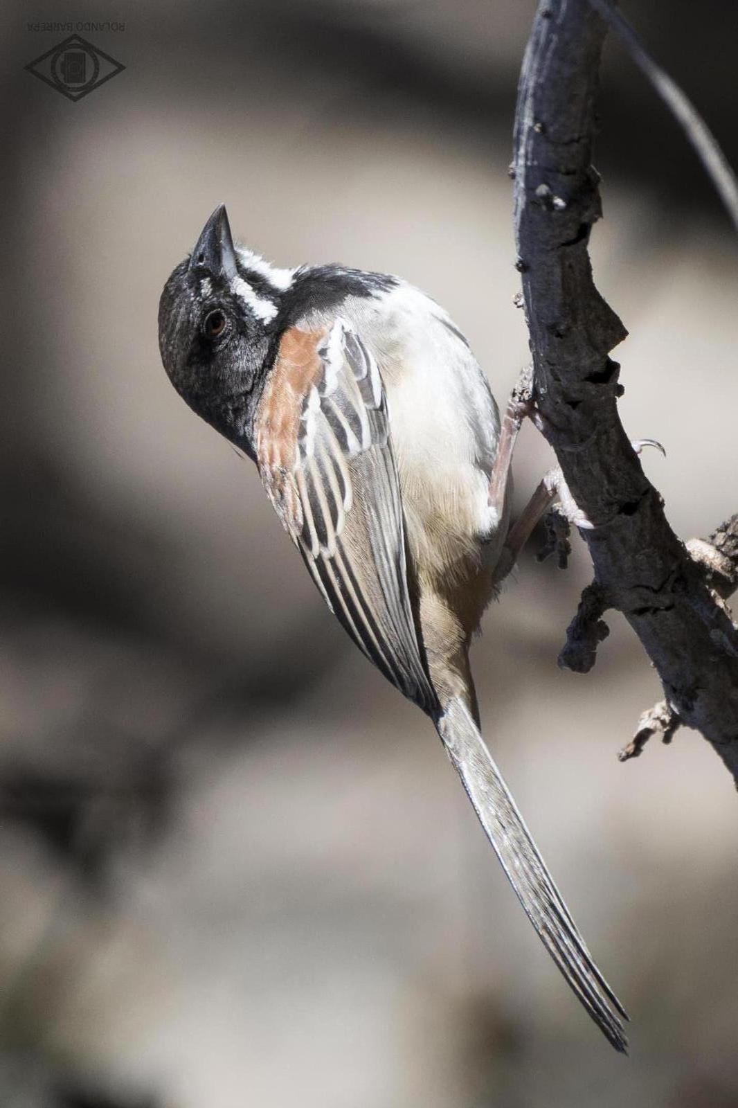 Black-chested Sparrow Photo by Rolando Barrera