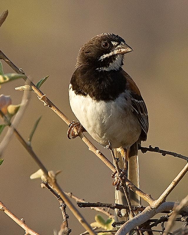 Black-chested Sparrow Photo by Ryan Shaw