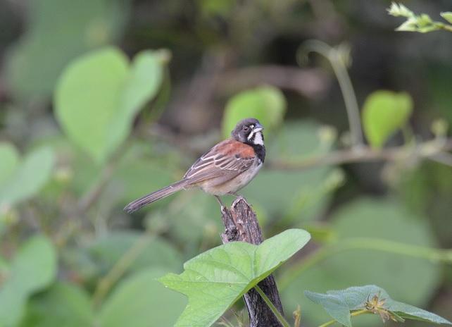 Black-chested Sparrow Photo by Gustavo Fernandez