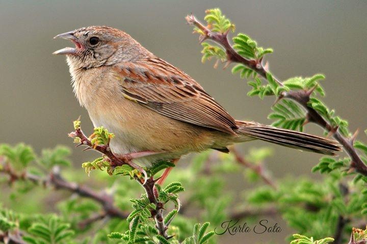 Botteri's Sparrow Photo by Karlo Antonio Soto Huerta