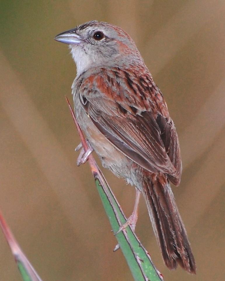 Botteri's Sparrow Photo by David Hollie