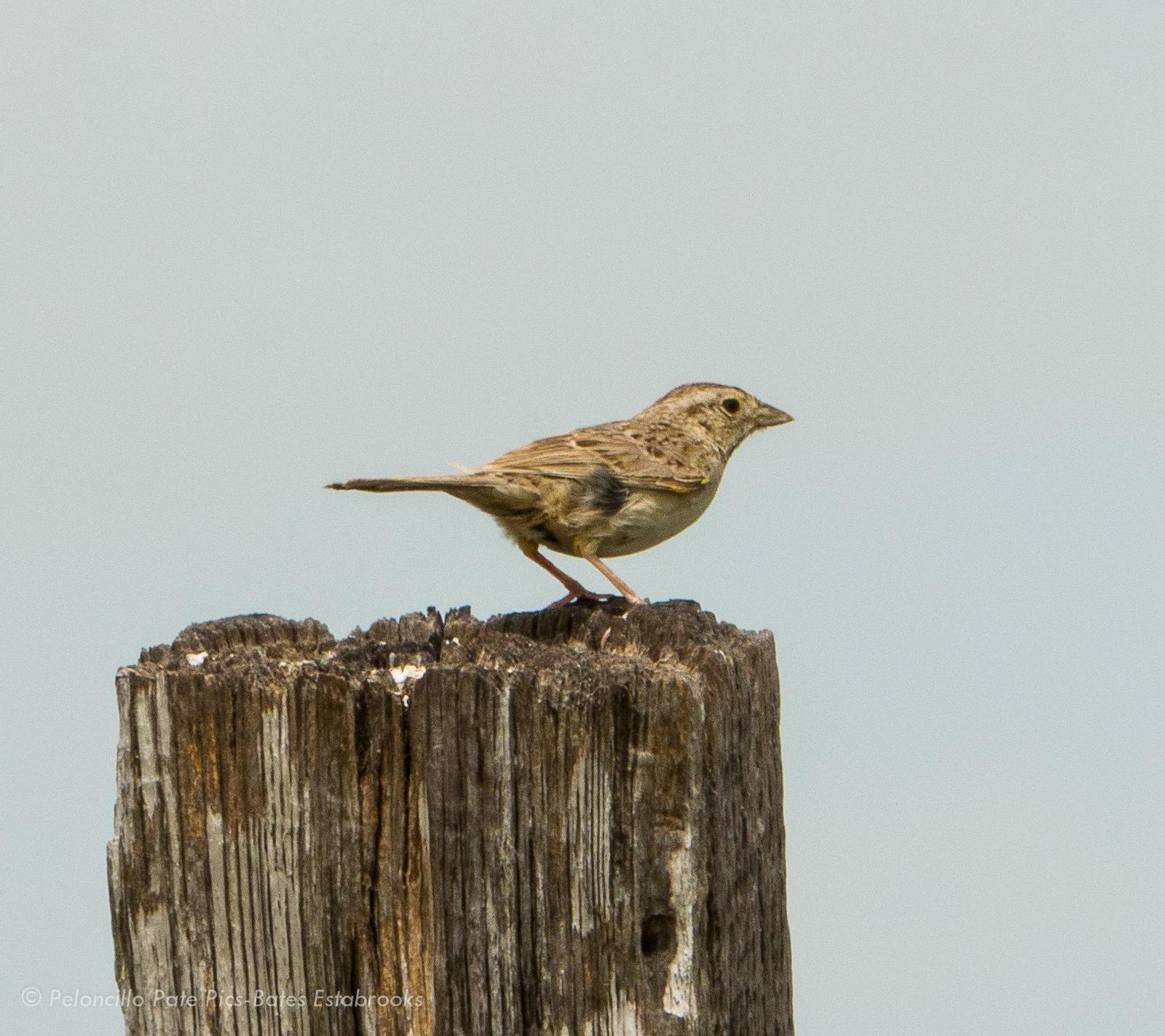 Botteri's Sparrow Photo by Bates Estabrooks