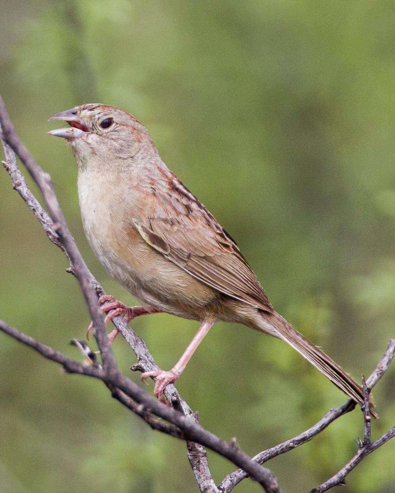 Botteri's Sparrow Photo by Robert Lewis