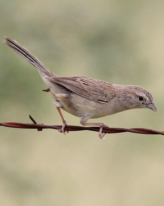 Botteri's Sparrow Photo by Alex Lamoreaux