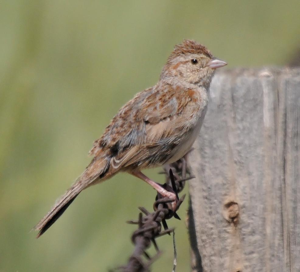 Cassin's Sparrow Photo by Steven Mlodinow