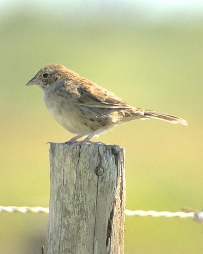 Cassin's Sparrow Photo by Drew Weber