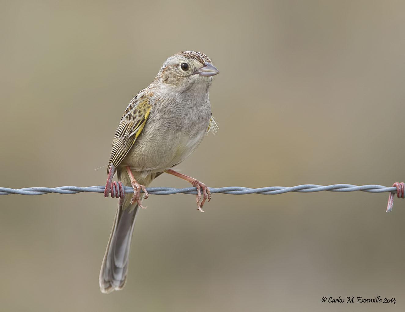 Cassin's Sparrow Photo by Carlos Escamilla