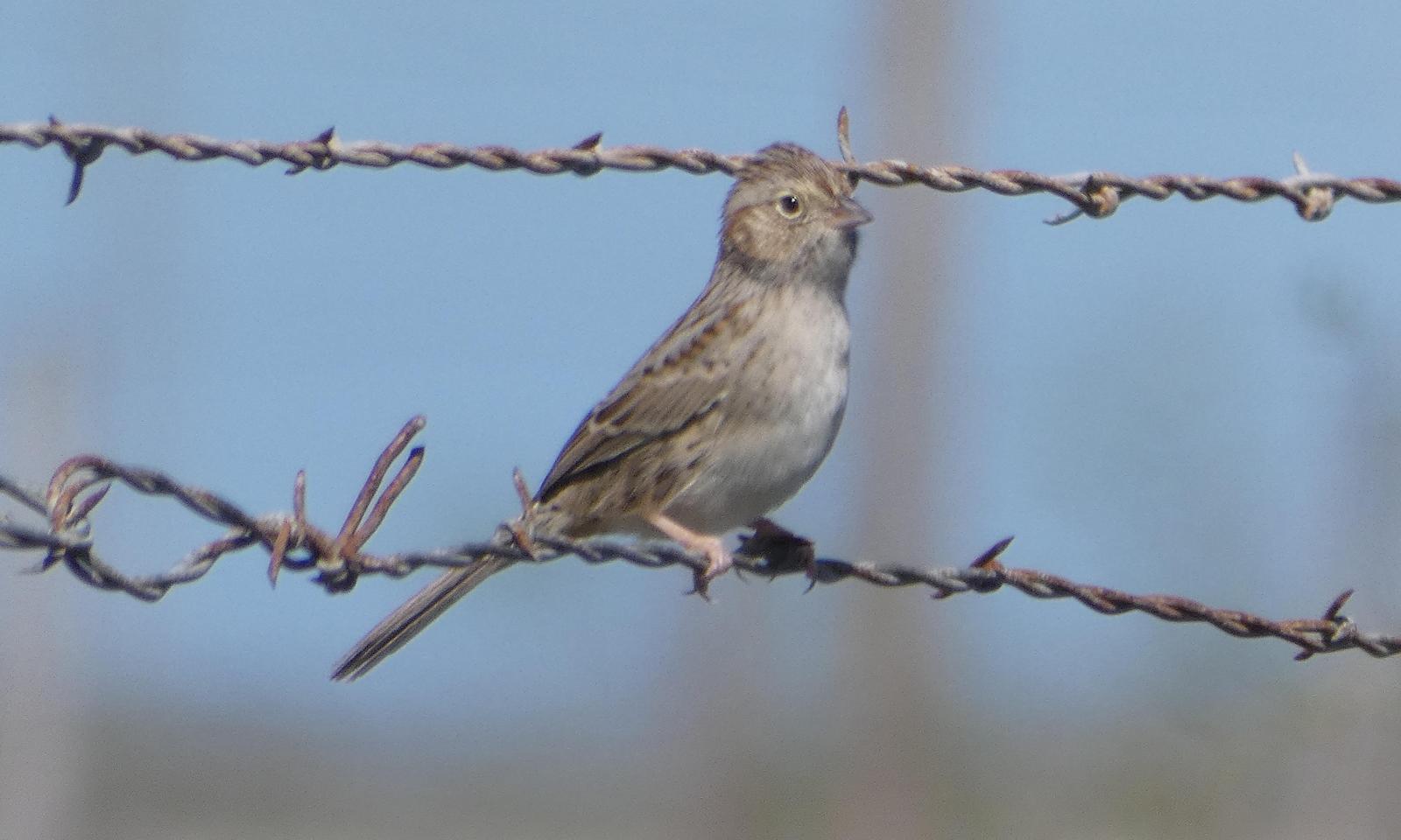 Cassin's Sparrow Photo by Phil Ryan