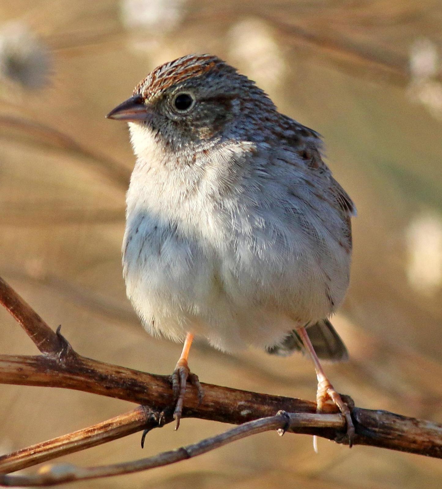 Cassin's Sparrow Photo by Tom Gannon