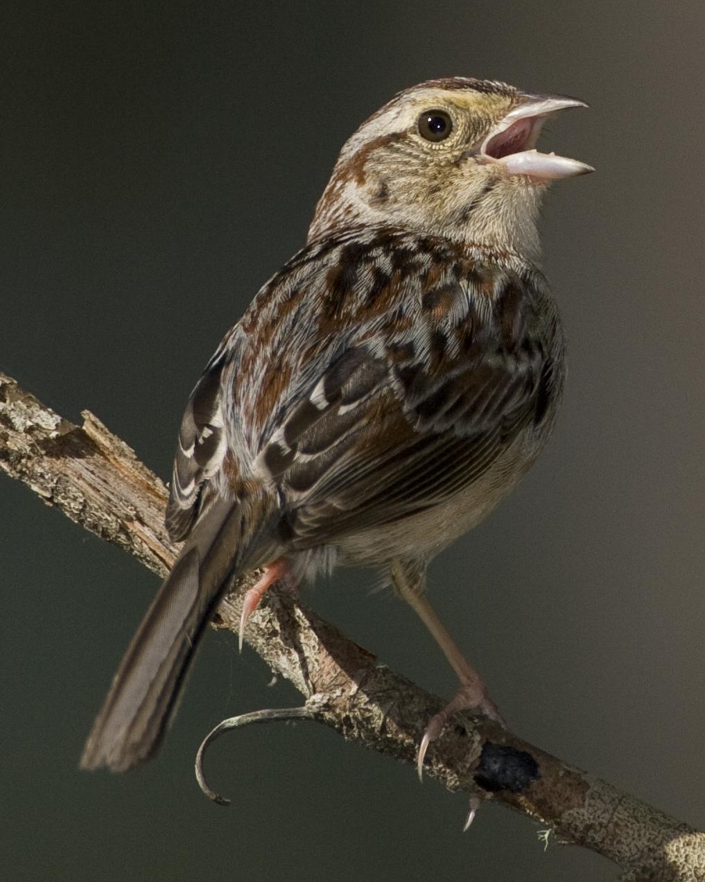 Bachman's Sparrow Photo by Jeff Moore