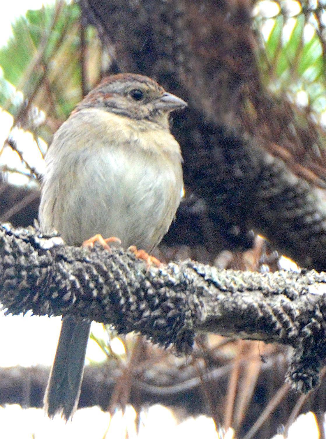 Bachman's Sparrow Photo by Steven Mlodinow