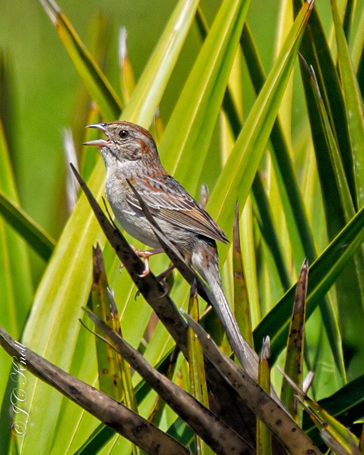 Bachman's Sparrow Photo by JC Knoll