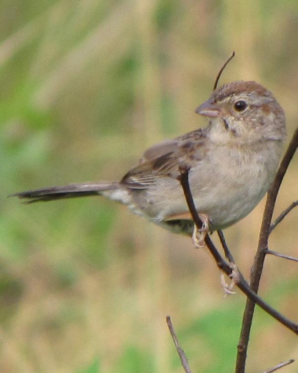 Bachman's Sparrow Photo by Kent Fiala