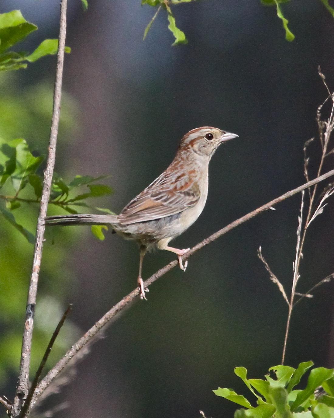 Bachman's Sparrow Photo by R. Bruce Richardson