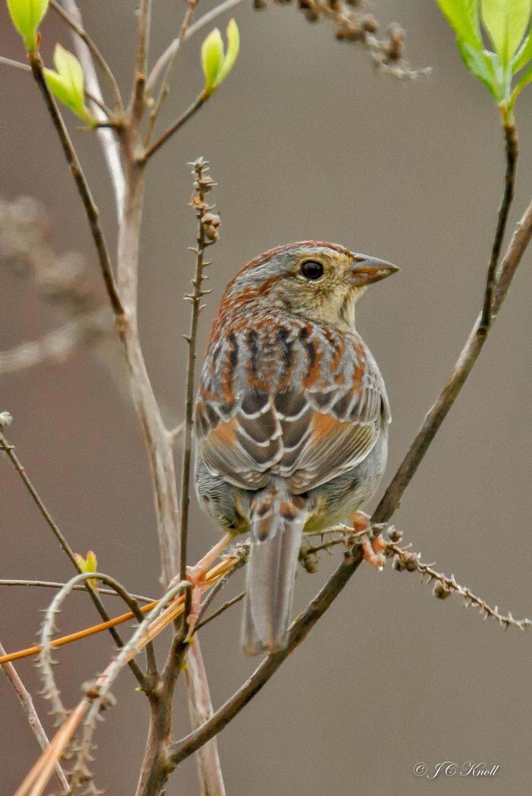 Bachman's Sparrow Photo by JC Knoll