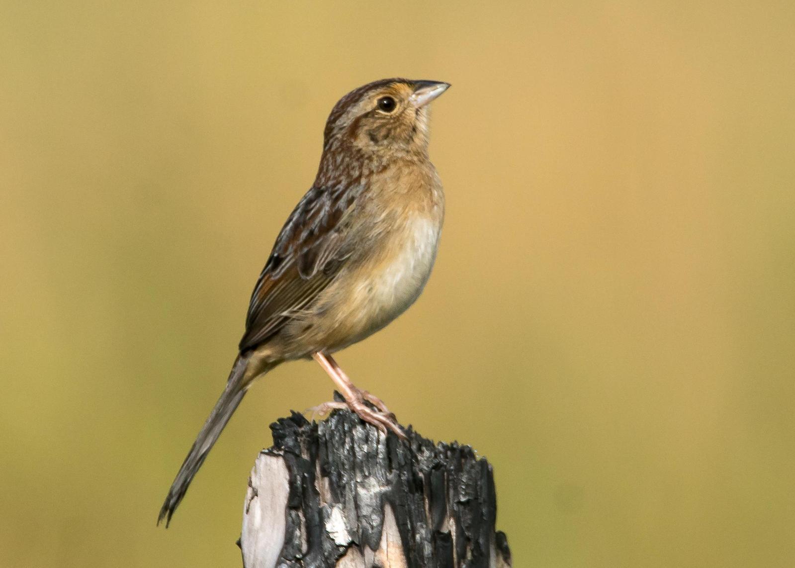 Bachman's Sparrow Photo by Gerald Hoekstra