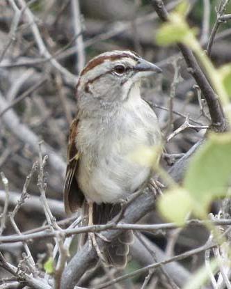 Tumbes Sparrow Photo by Richard C. Hoyer