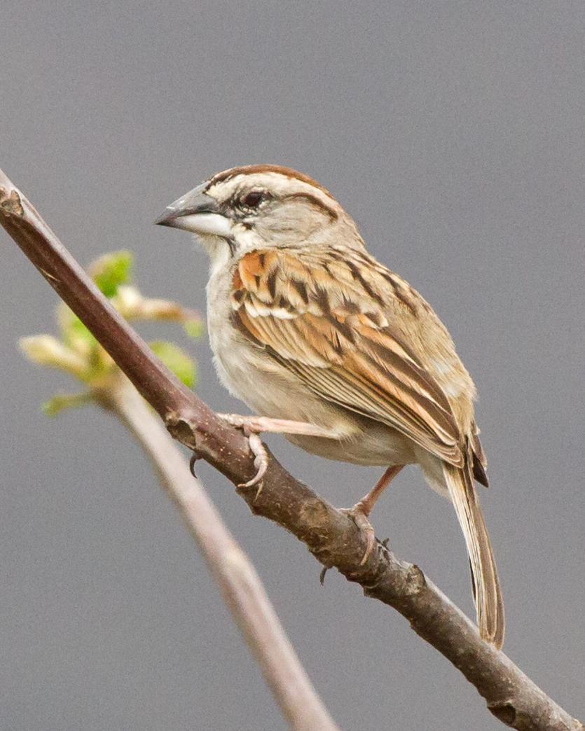 Tumbes Sparrow Photo by Robert Lewis