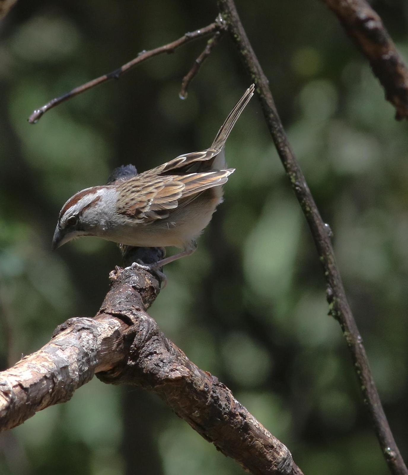 Tumbes Sparrow Photo by Leonardo Garrigues