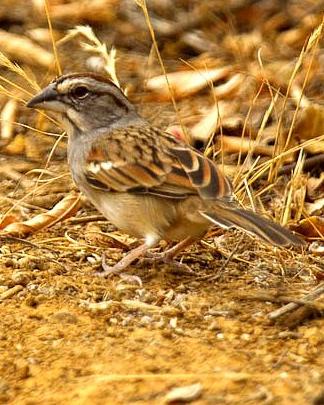 Tumbes Sparrow Photo by Francesco Veronesi