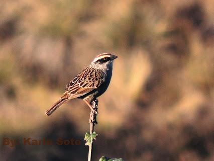 Striped Sparrow Photo by Karlo Antonio Soto Huerta