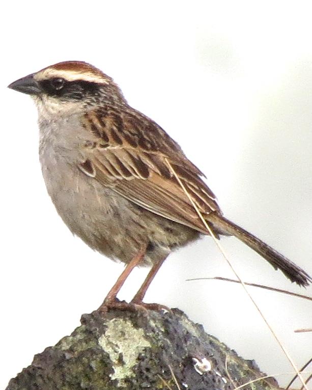 Striped Sparrow Photo by David Bell