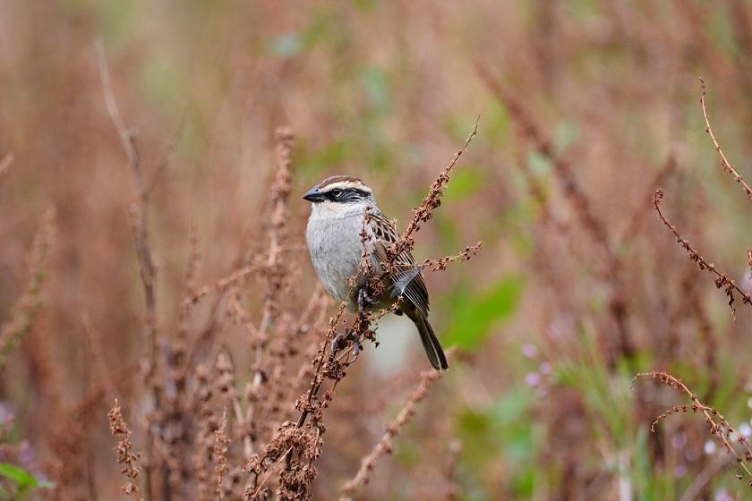 Striped Sparrow Photo by Gustavo Fernandez