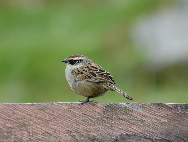 Striped Sparrow Photo by Gustavo Fernandez