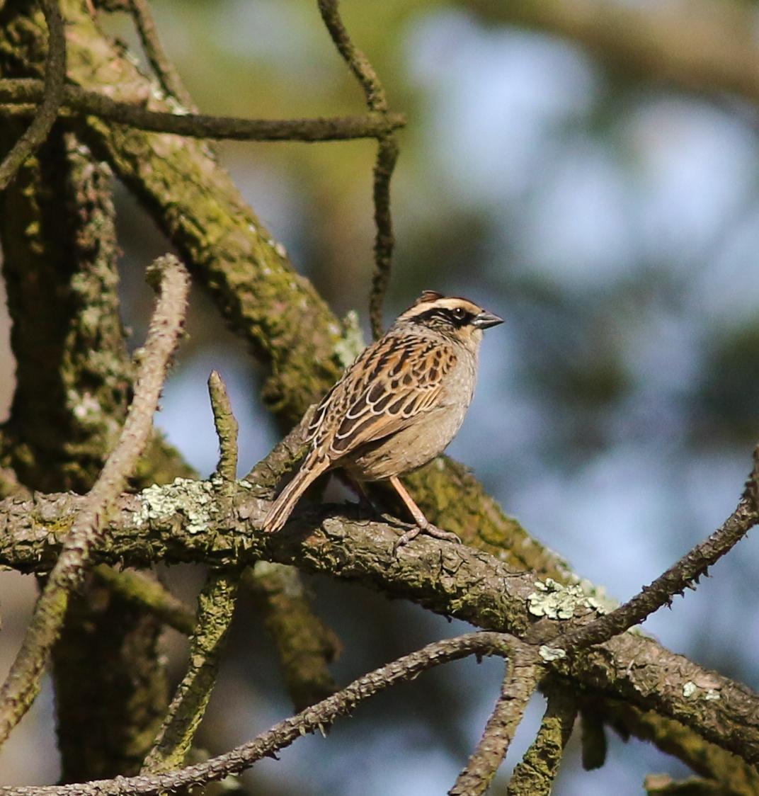 Striped Sparrow Photo by Leonardo Garrigues