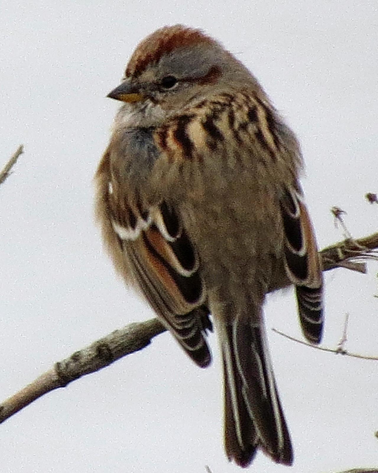 American Tree Sparrow Photo by Kelly Preheim