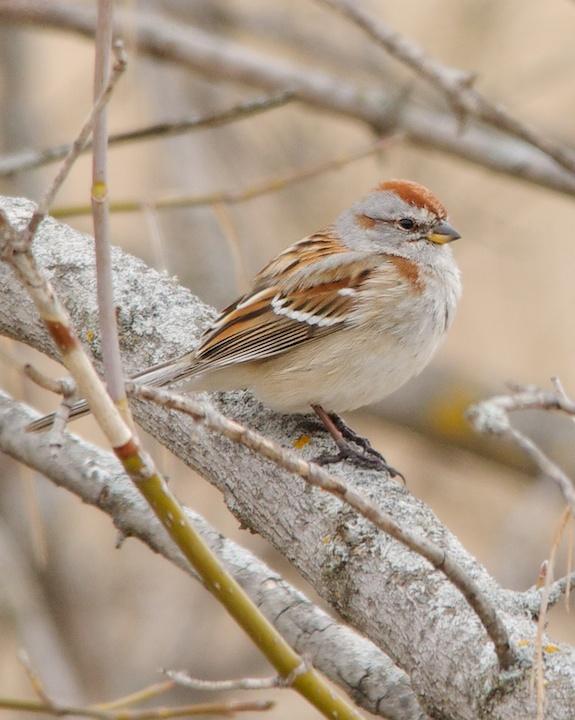 American Tree Sparrow Photo by Denis Rivard