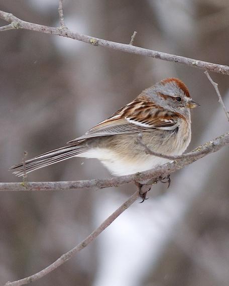 American Tree Sparrow Photo by Gerald Hoekstra