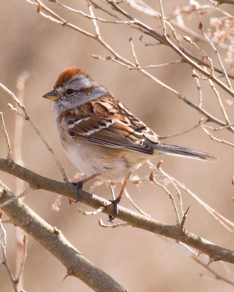American Tree Sparrow Photo by Joshua Jones
