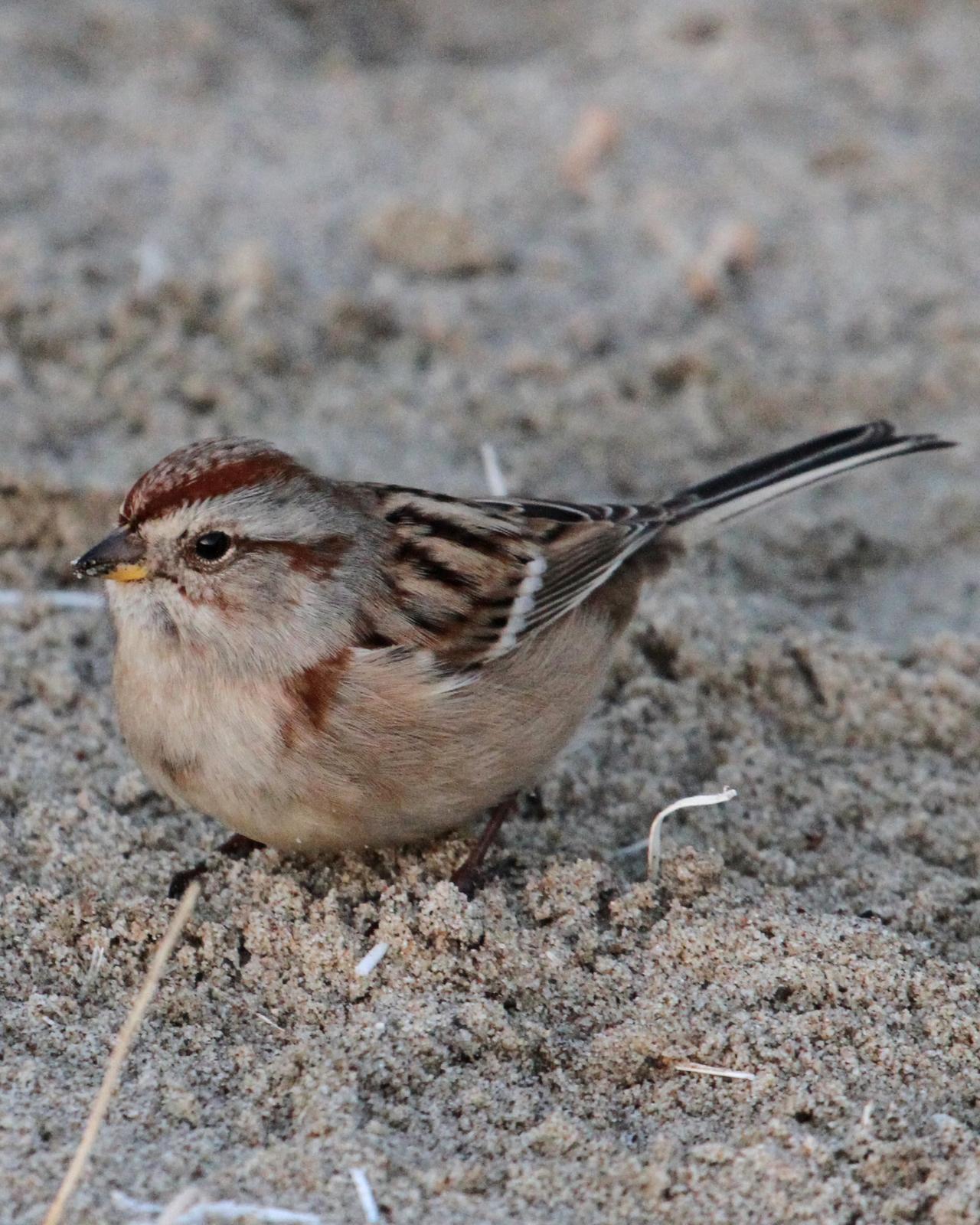American Tree Sparrow Photo by Jamie Chavez