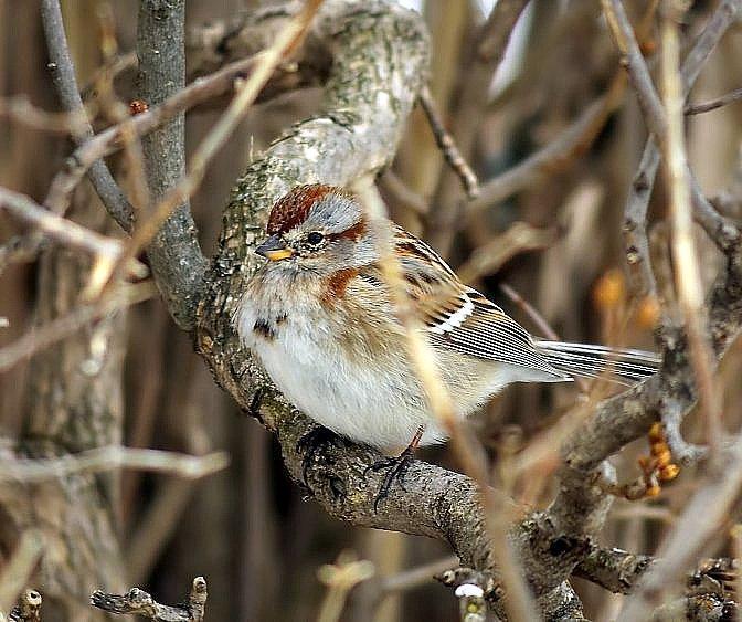 American Tree Sparrow Photo by Dan Tallman