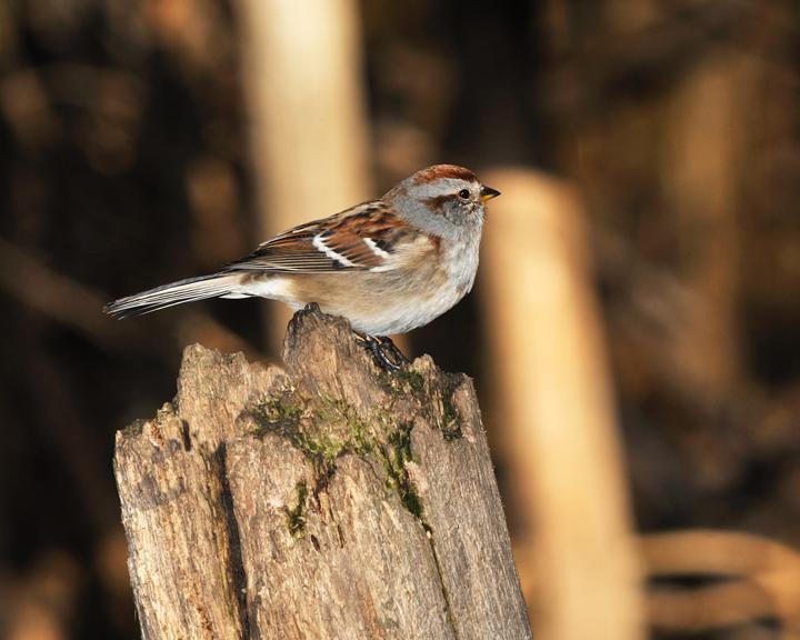 American Tree Sparrow Photo by Jean-Pierre LaBrèche