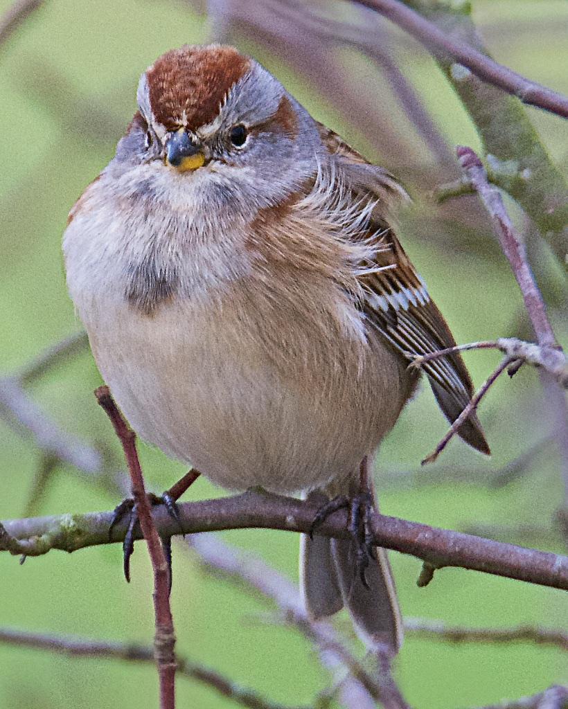 American Tree Sparrow Photo by Brian Avent
