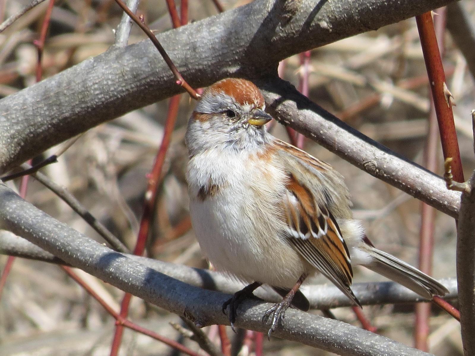 American Tree Sparrow Photo by Sandie Myers
