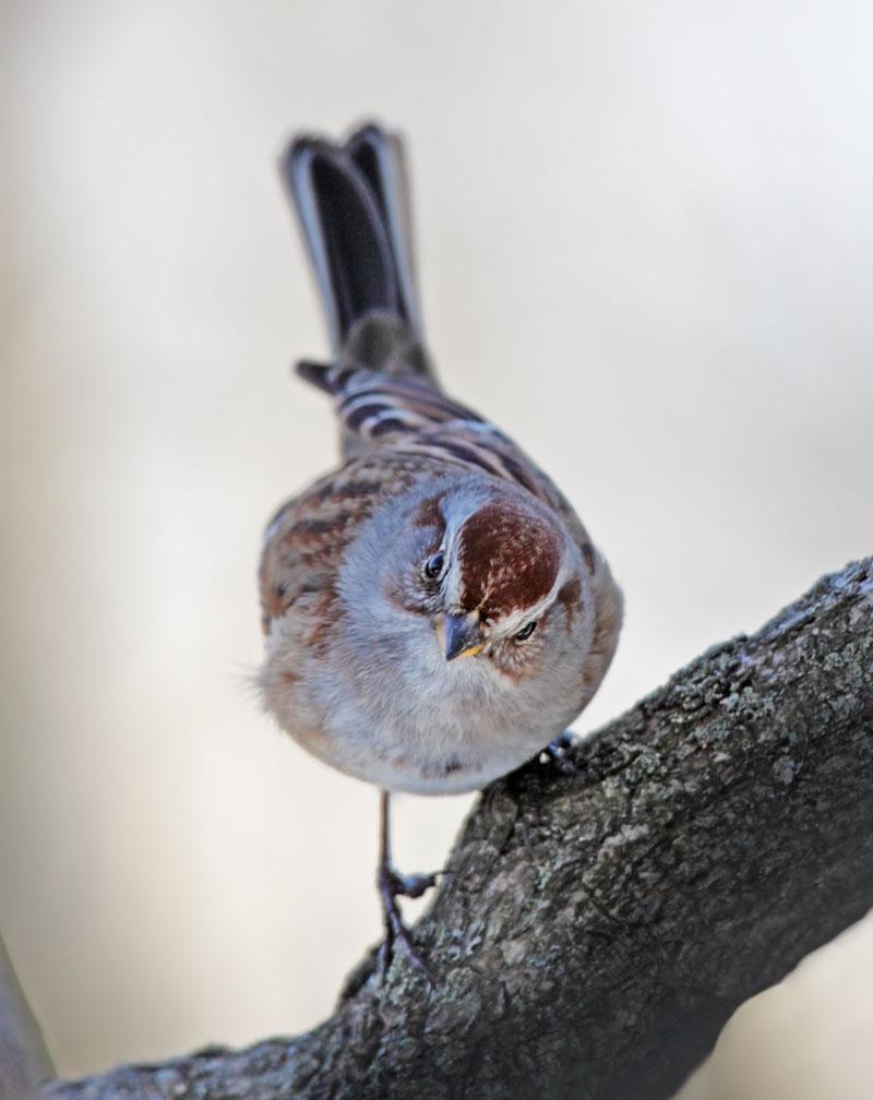 American Tree Sparrow Photo by Lynn Cummings