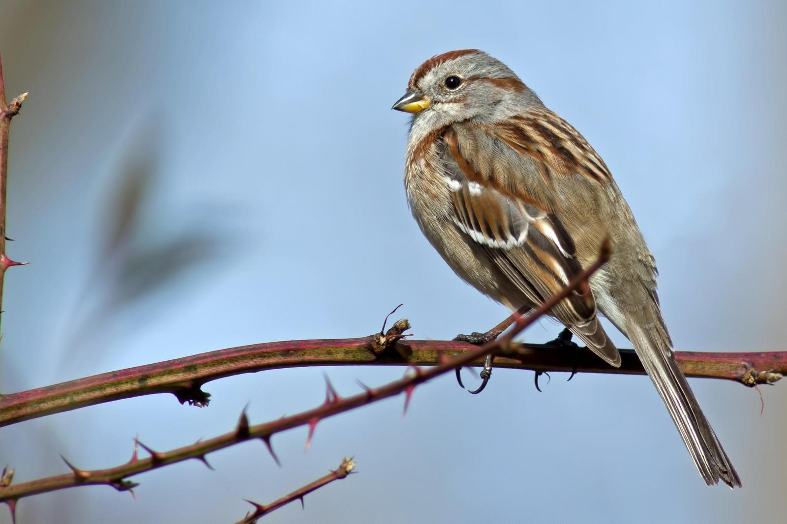 American Tree Sparrow Photo by Rob Dickerson